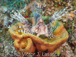 lion fish in a bowl sponge in playground wall dive site i... by Victor J. Lasanta 